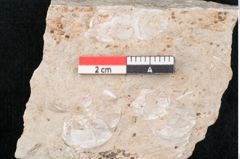 Foto (Detailansicht) von Chara meriani Braun (NHMW-GEO-2024-0188-7930)